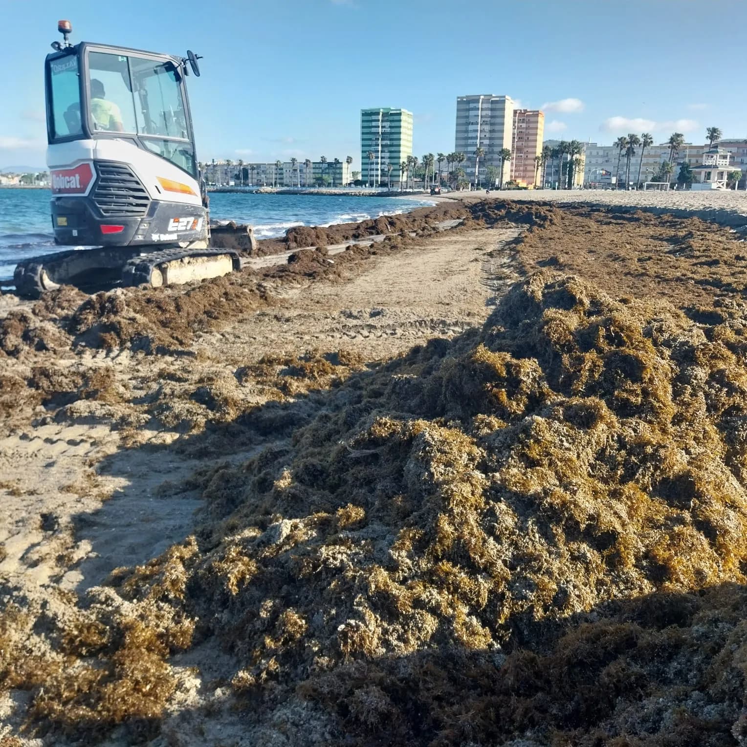 Nueva oleada de algas invasoras en las costas de La Línea
