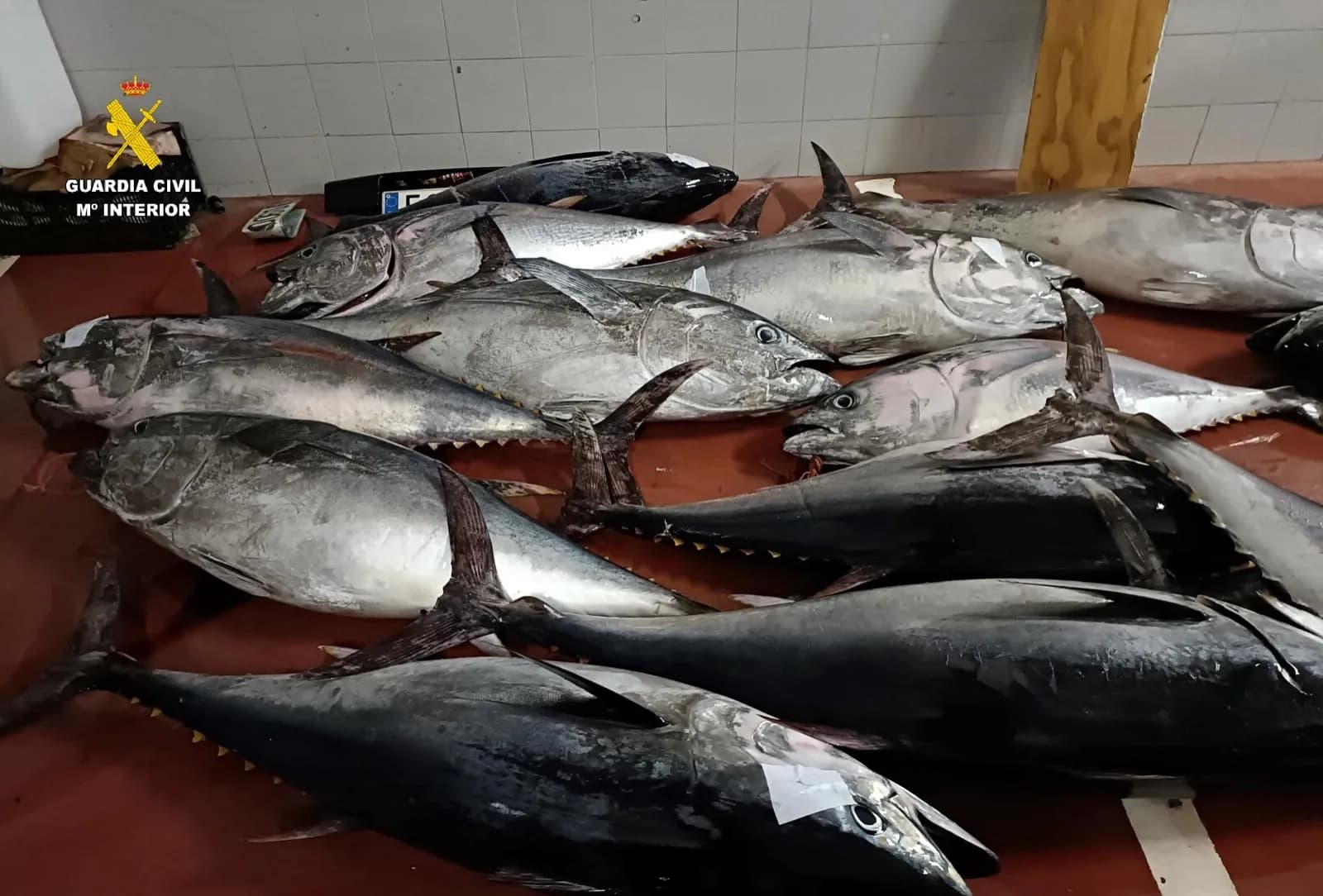 Aprehendidos 850 kilos de atún rojo en Tarifa