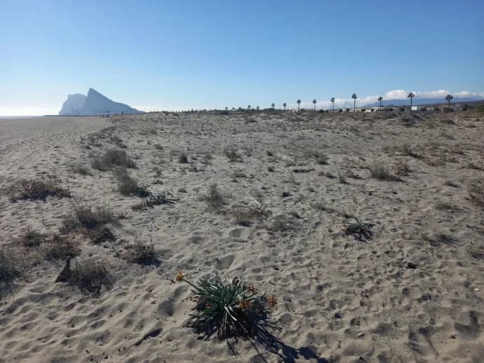 La Demarcación de Costas de Andalucía-Atlántico inicia un plan para recuperar el ecosistema costero de La Línea