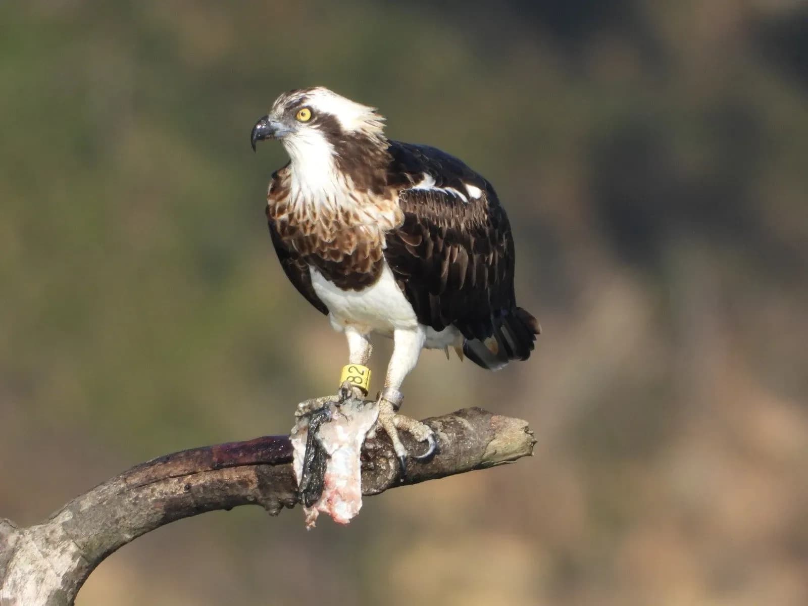 Andalucía consolida la recuperación del águila pescadora con 23 parejas reproductoras en 2026
