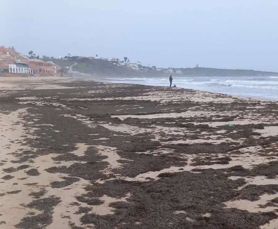 Algeciras se prepara para la retirada del ‘alga invasora’