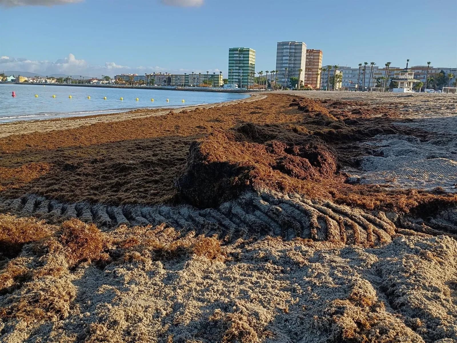 La Línea de la Concepción retira 22 toneladas de algas invasoras de su litoral