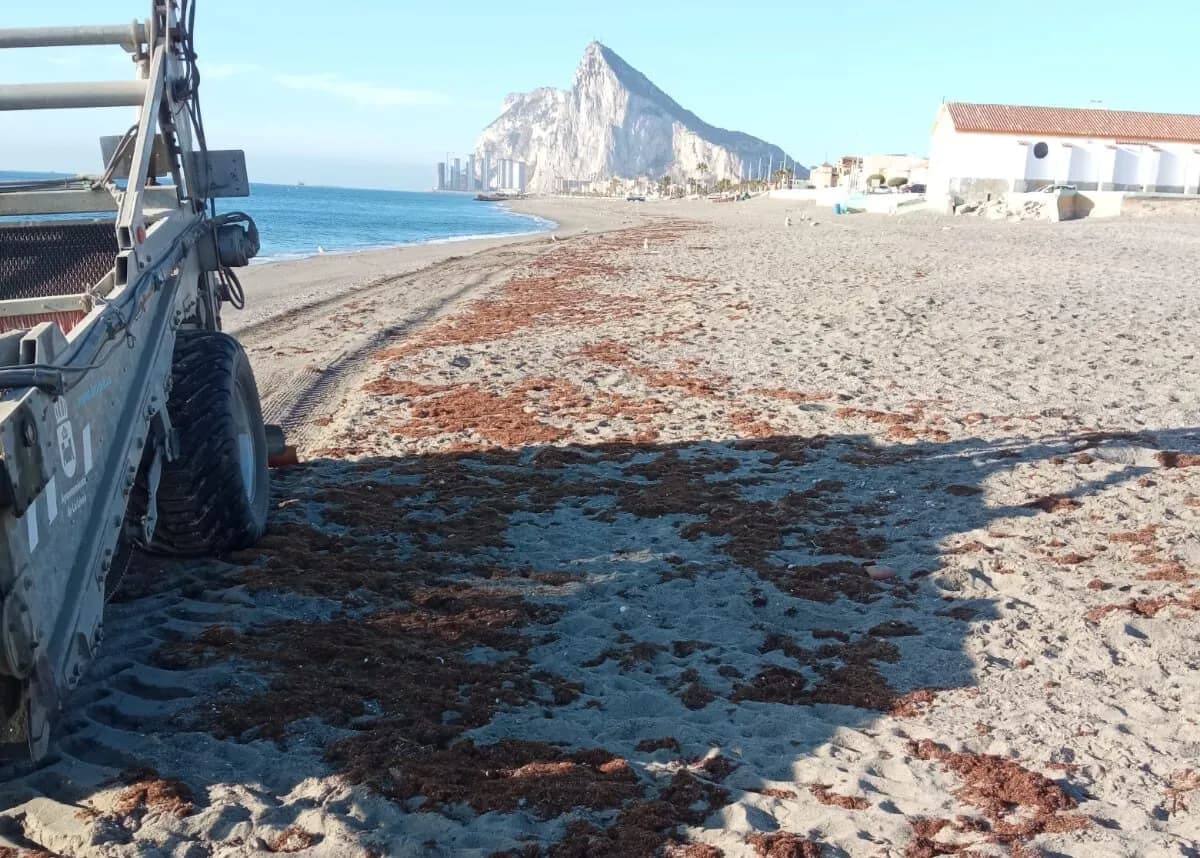 Recogen 24 toneladas de algas invasoras en las playas de La Línea