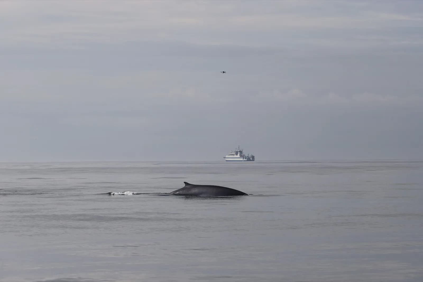 Una investigación multidisciplinar revela nueva información sobre rorcuales en aguas gallegas