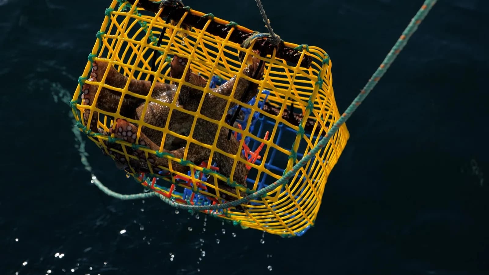 El Instituto Español de Oceanografía publica un estudio sobre la pesca y biología del pulpo común en Baleares