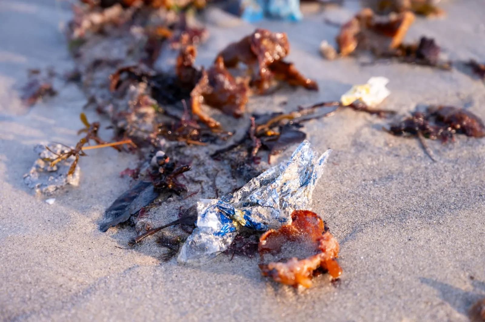 Un estudio revela el papel de las especies marinas en la dispersión de microplásticos a través de la cadena trófica