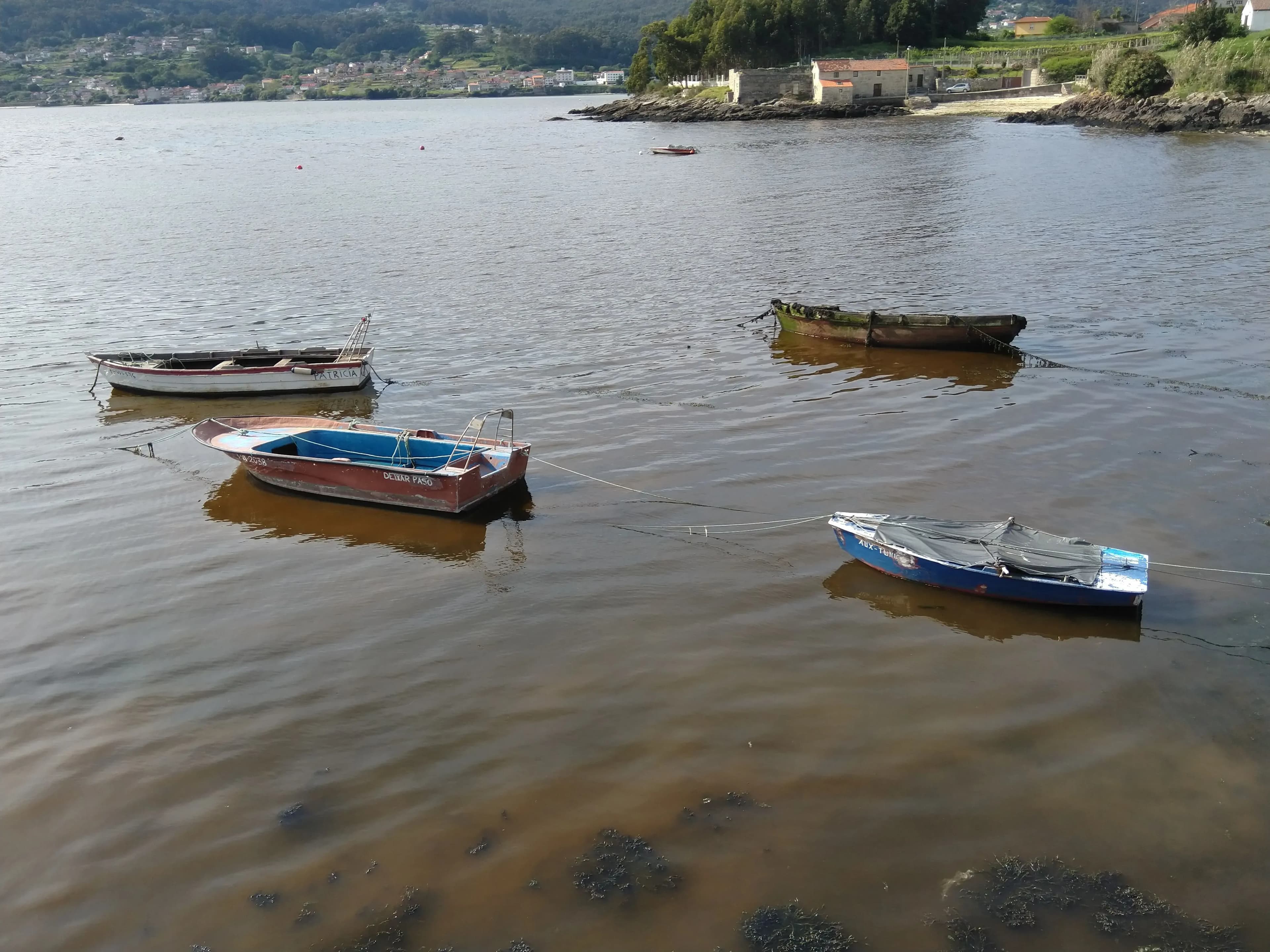 El IEO participa en una guía internacional para mejorar el control de toxinas en moluscos bivalvos