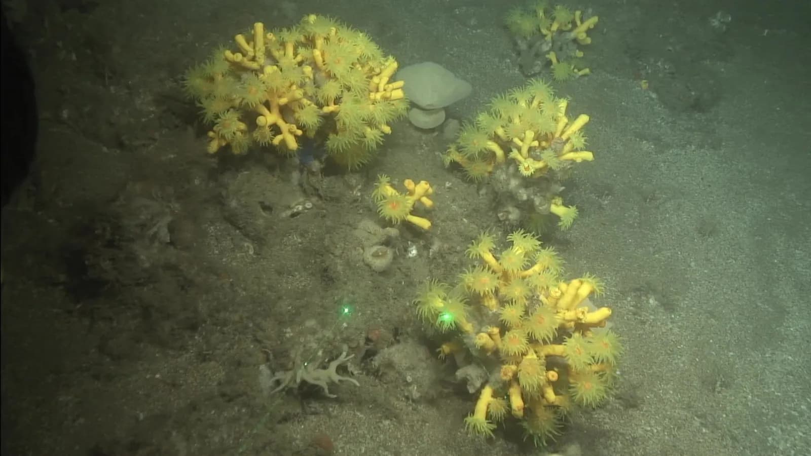 Finaliza la expedición del Instituto Español de Oceanografía en el Mar de Alborán