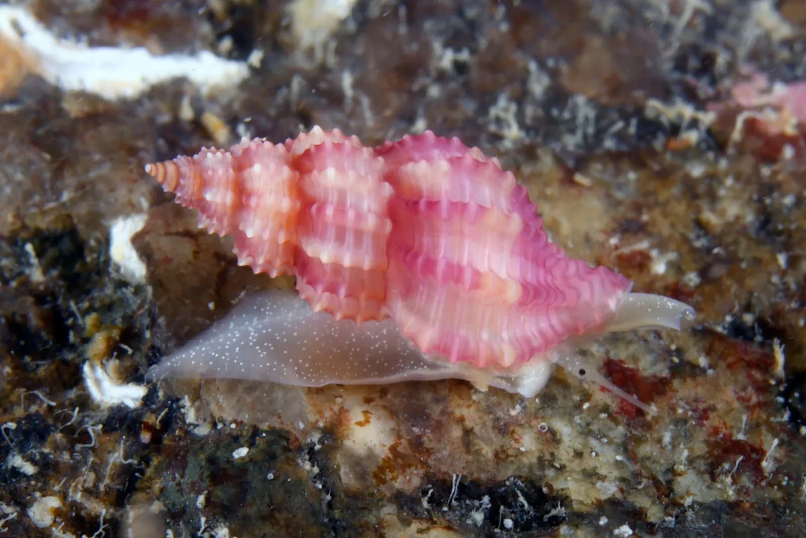 Descubierta en Galicia una especie de gasterópodo que se creía endémica del Mediterráneo