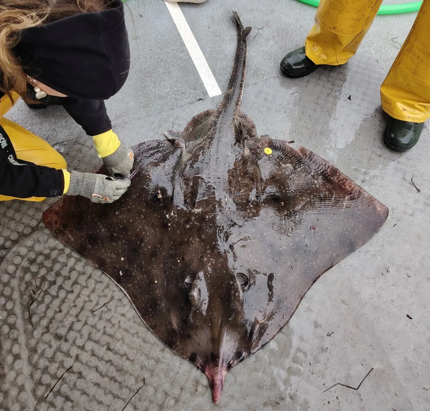 El IEO prueba imanes para reducir la captura accidental de tiburones y rayas en Baleares