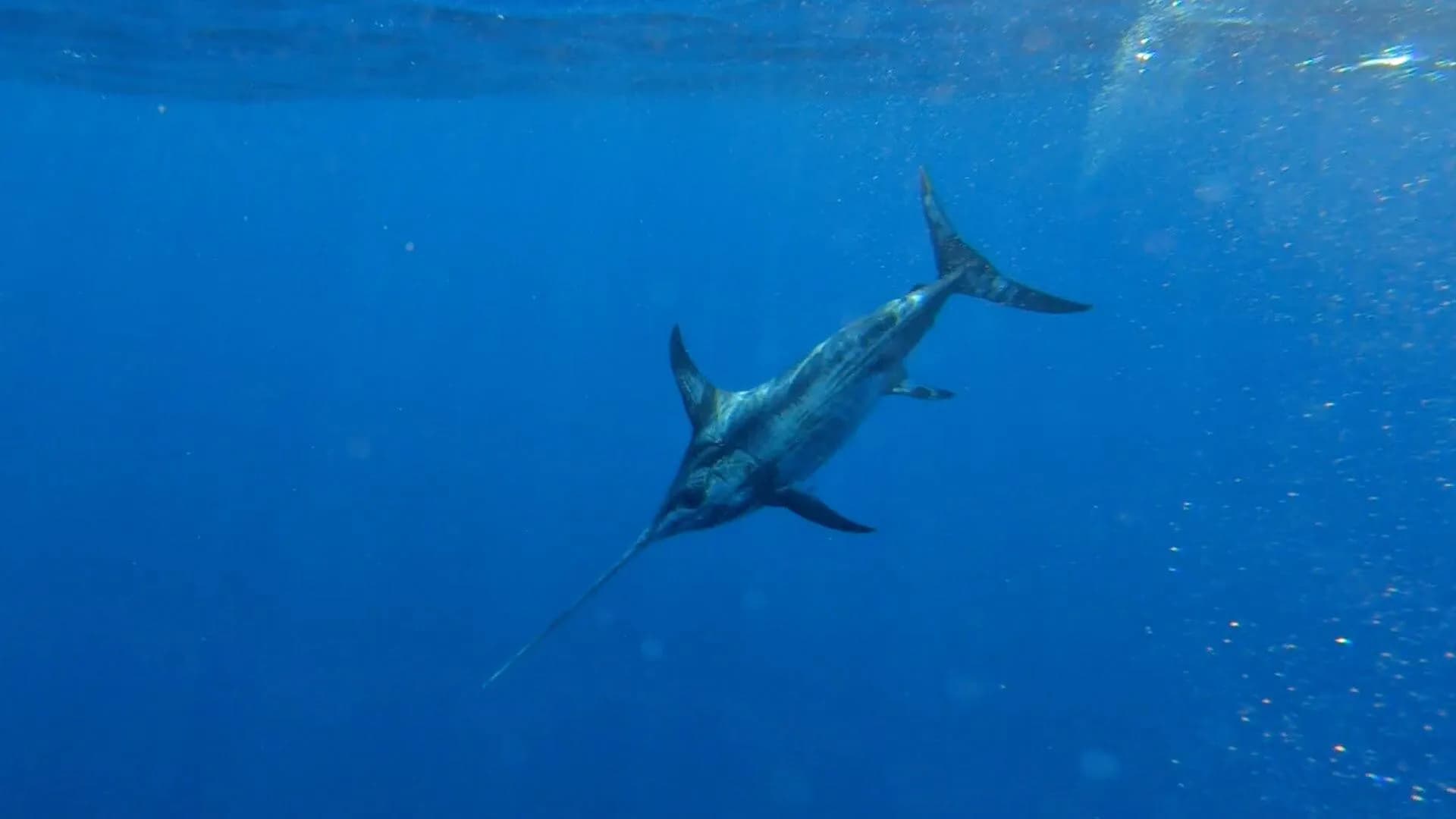 El cambio climático transforma el hábitat reproductor del pez espada en el Mediterráneo occidental