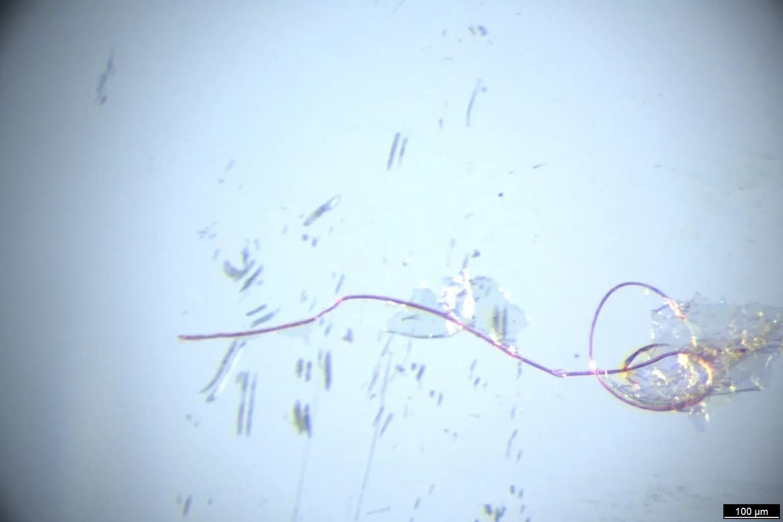 Un estudio del IEO alerta de la presencia masiva de microfibras en bivalvos marinos
