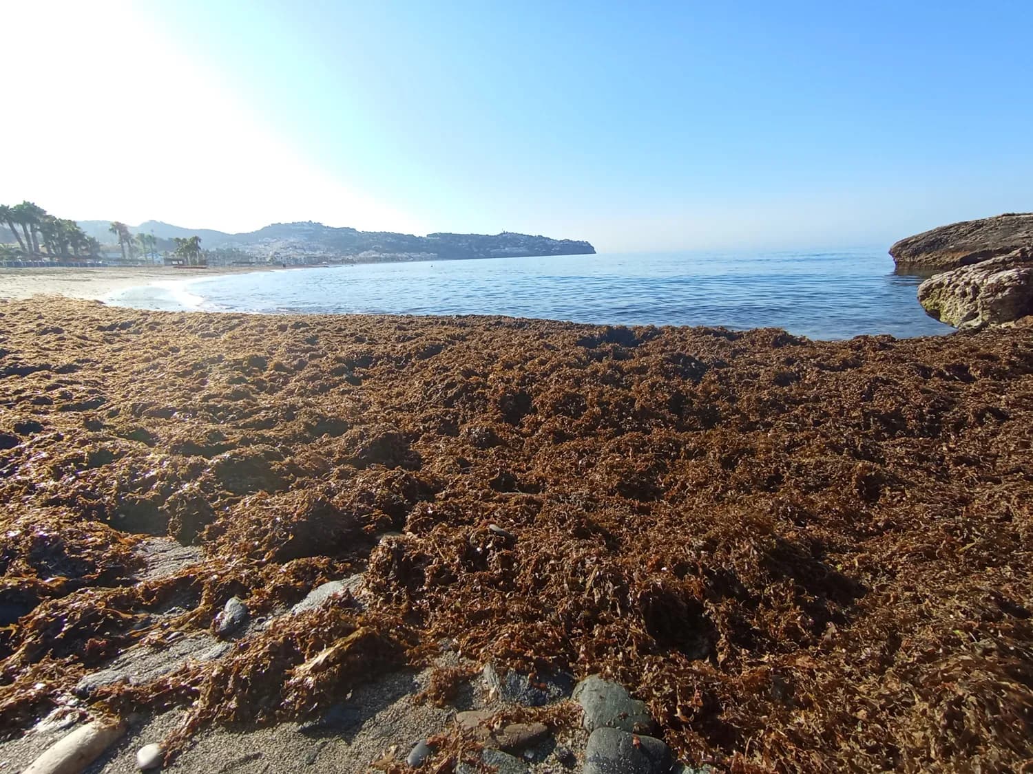 El proyecto RUGUPLAS busca transformar el alga invasora del Estrecho en bioplásticos para el sector pesquero