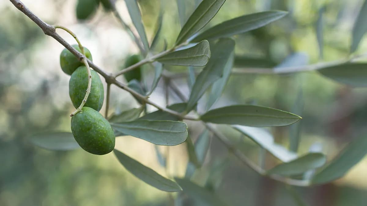 Las exportaciones de aceite de oliva andaluz crecen un 80,6% en enero