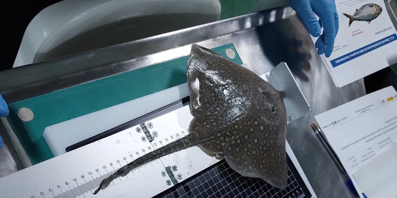 Universitarios en Biología, Ciencias del Mar e Ingeniería Pesquera recibirán formación a bordo del “Intermares”