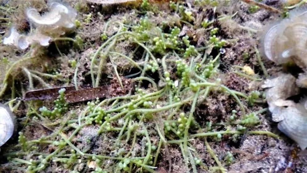 Detectan un nuevo alga invasora en Gerona