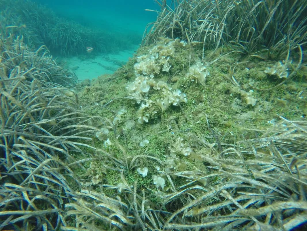 Detectan en Gerona una de las algas invasoras más nocivas del Mediterráneo