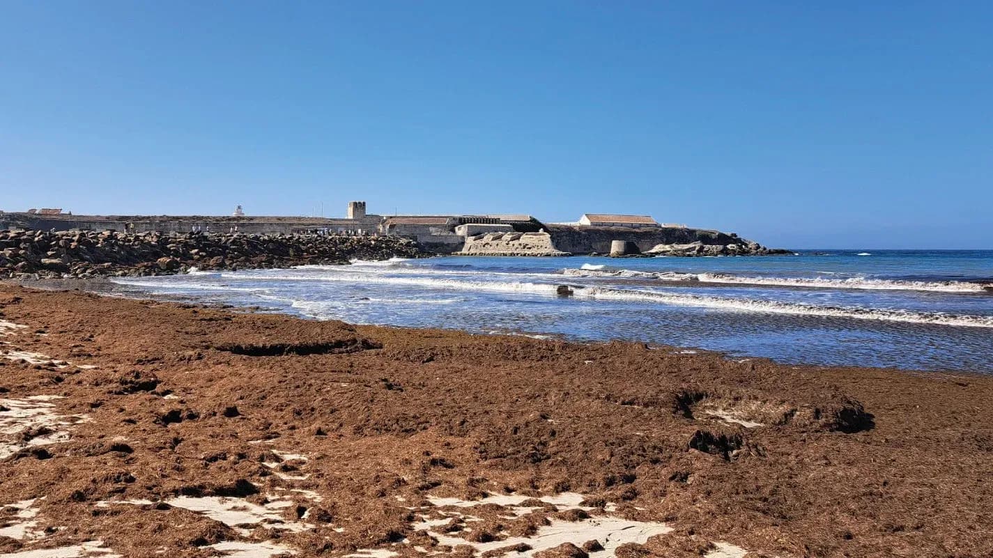 El Ministerio para la Transición Ecológica descarta la erradicación total del alga invasora Rugulopteryx okamurae