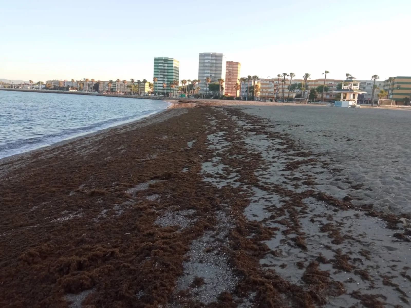 Concluye la limpieza de playas en La Línea ante la acumulación de algas invasoras