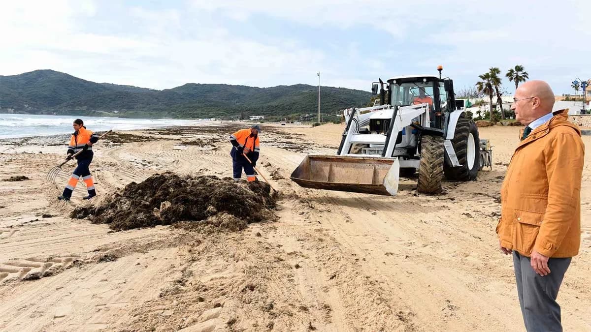 El Ayuntamiento de Algeciras retira retira ocho toneladas de alga invasora de la playa de Getares