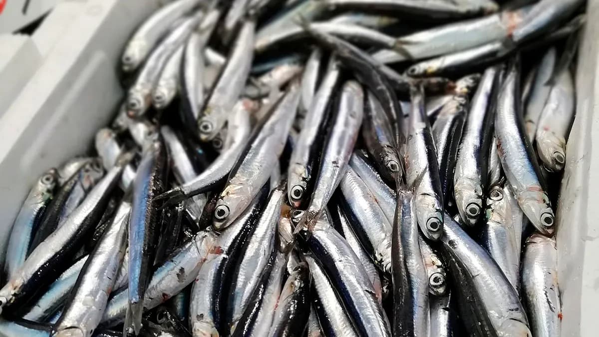 La campaña de la anchoa comienza con una reducción del 7 % en la cuota de capturas