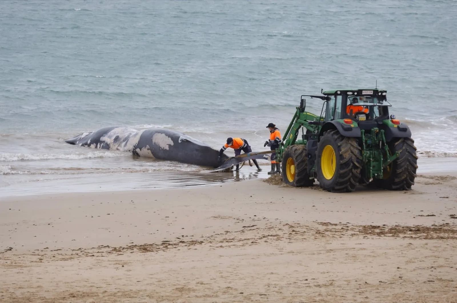 Retiran una ballena en descomposición varada en la playa del Chorrillo, en Rota