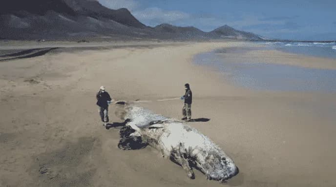 Localizado en Fuerteventura un cachalote de 10 metros en avanzado estado de descomposición