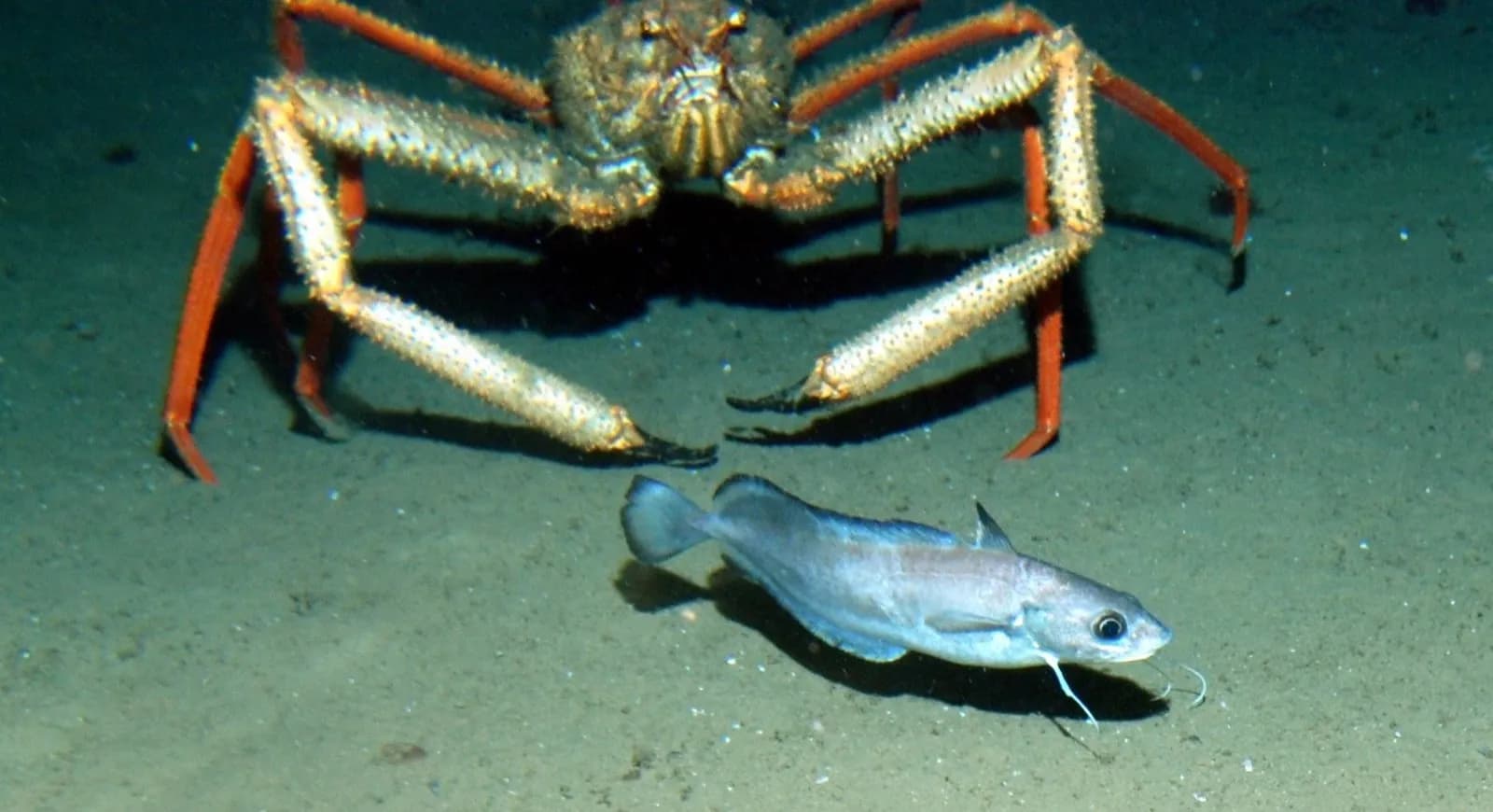 Un estudio revela cambios en la distribución de especies marinas en el Cantábrico y Mediterráneo
