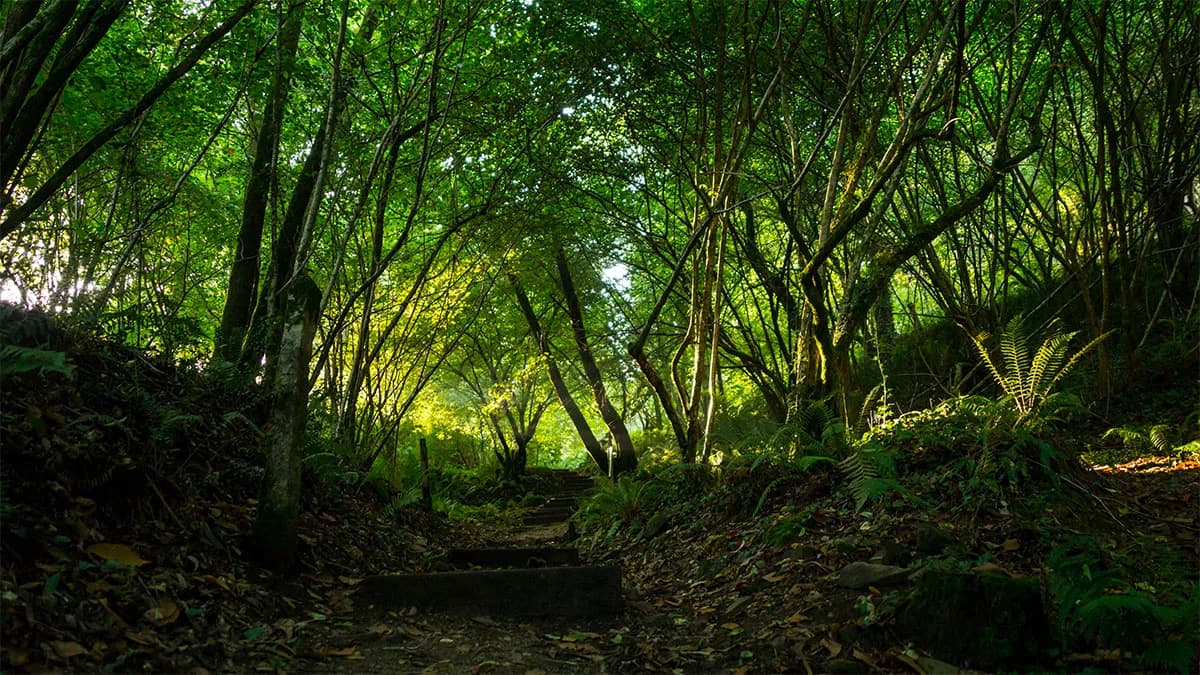 Cepsa invierte en reforestación para compensar las emisiones de la calefacción de sus clientes