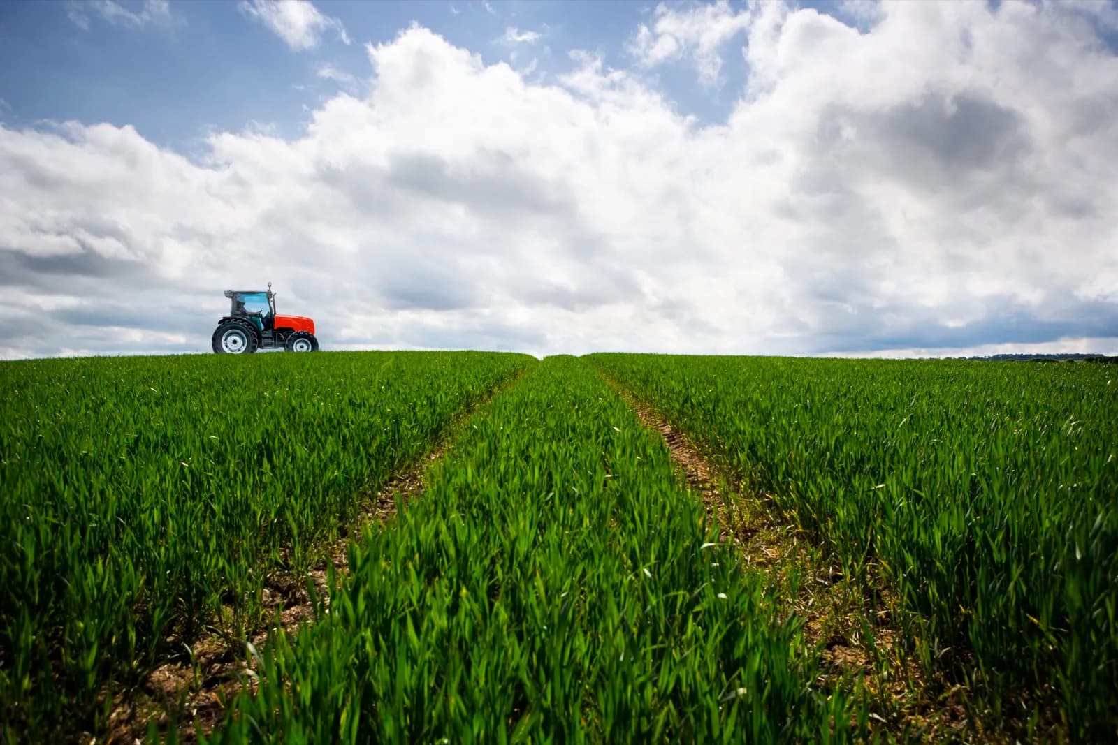 Cepsa y CSIC investigarán la plantación de cultivos energéticos para producir biocombustibles 2G