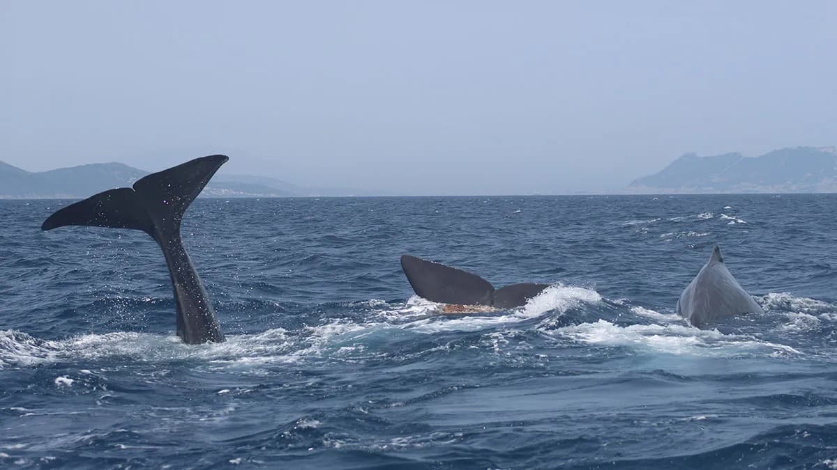 CIRCE denuncia la muerte de un cachalote en el Estrecho de Gibraltar tras colisionar con un buque