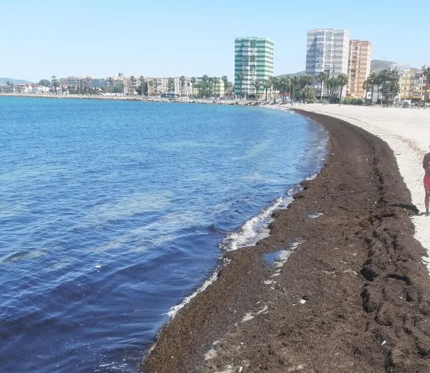 Las playas de Sobrevela y Alcaidesa, en La Línea, recuperan la normalidad tras quedar cubiertas por algas asiáticas