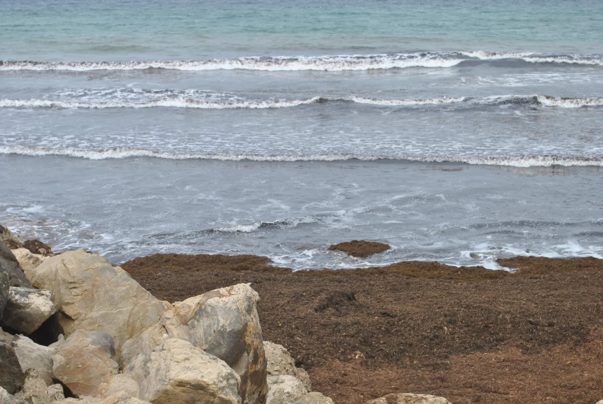 Andalucía declara de fuerza mayor la invasión del alga asiática