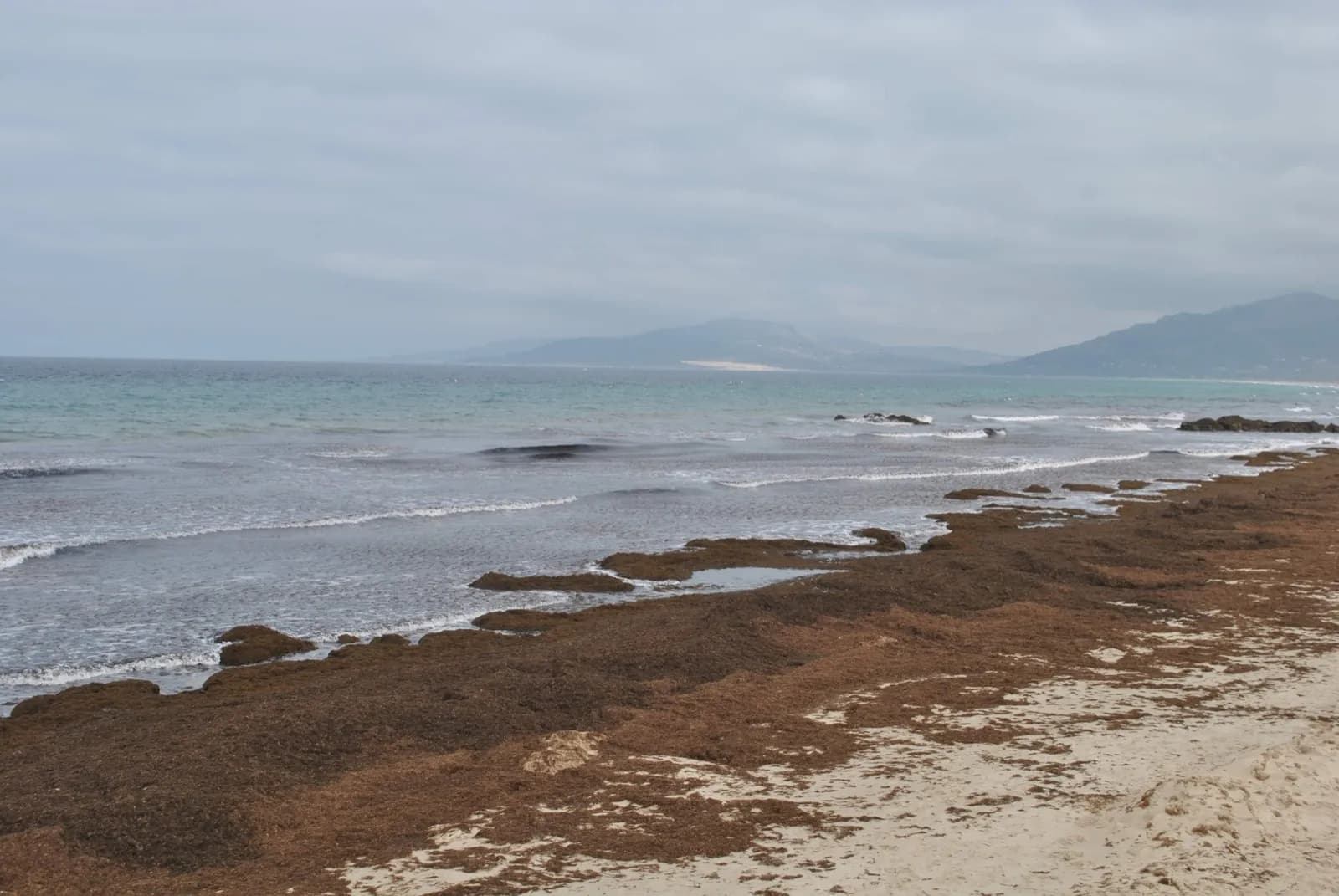 Identifican la primera especie invasora que llega a la Antártida sobre algas