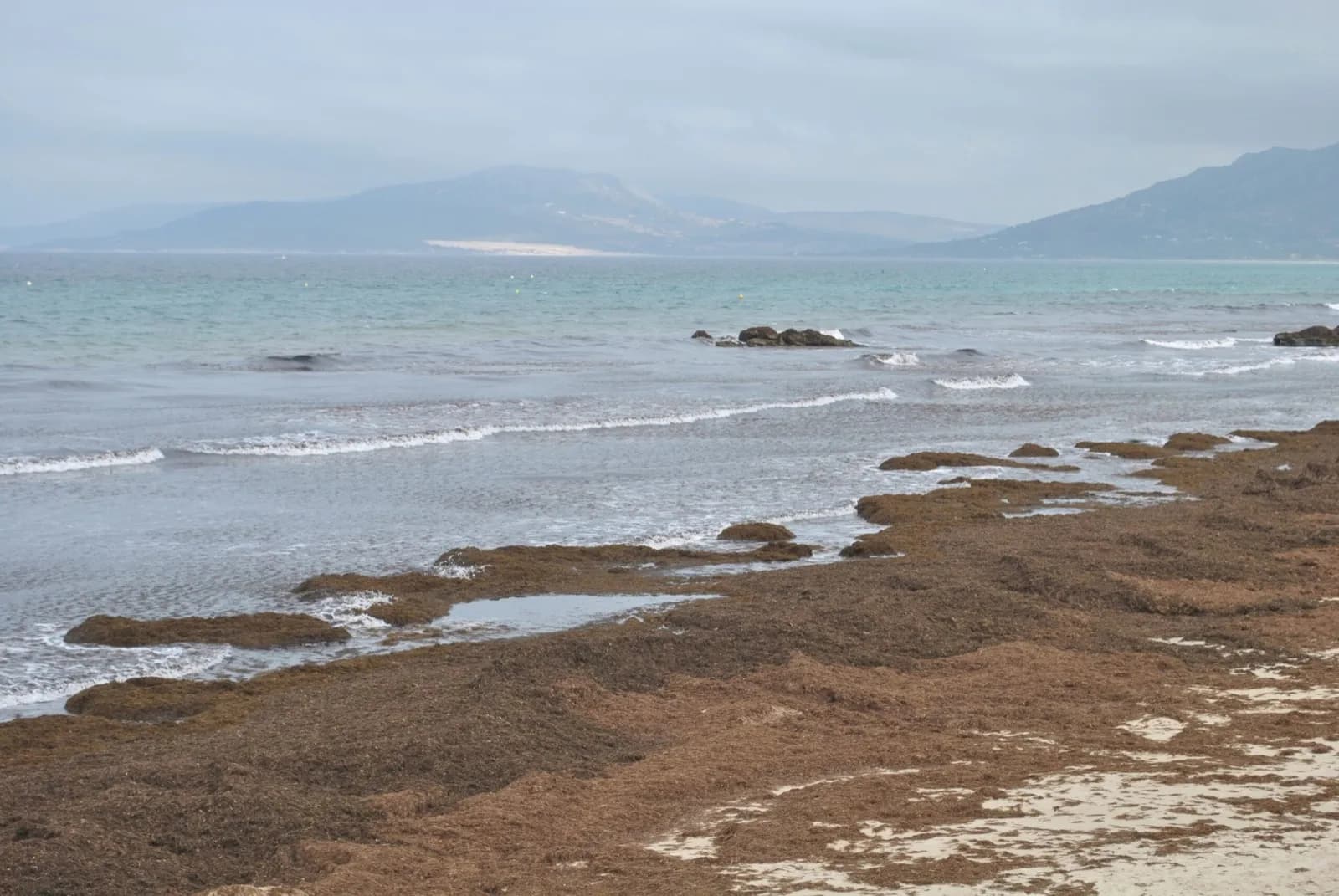 Tarifa acogerá la presentación de dos iniciativas para el tratamiento de algas invasoras
