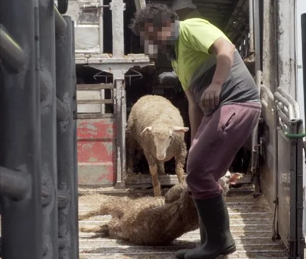Nueva Zelanda prohíbe la exportación de animales