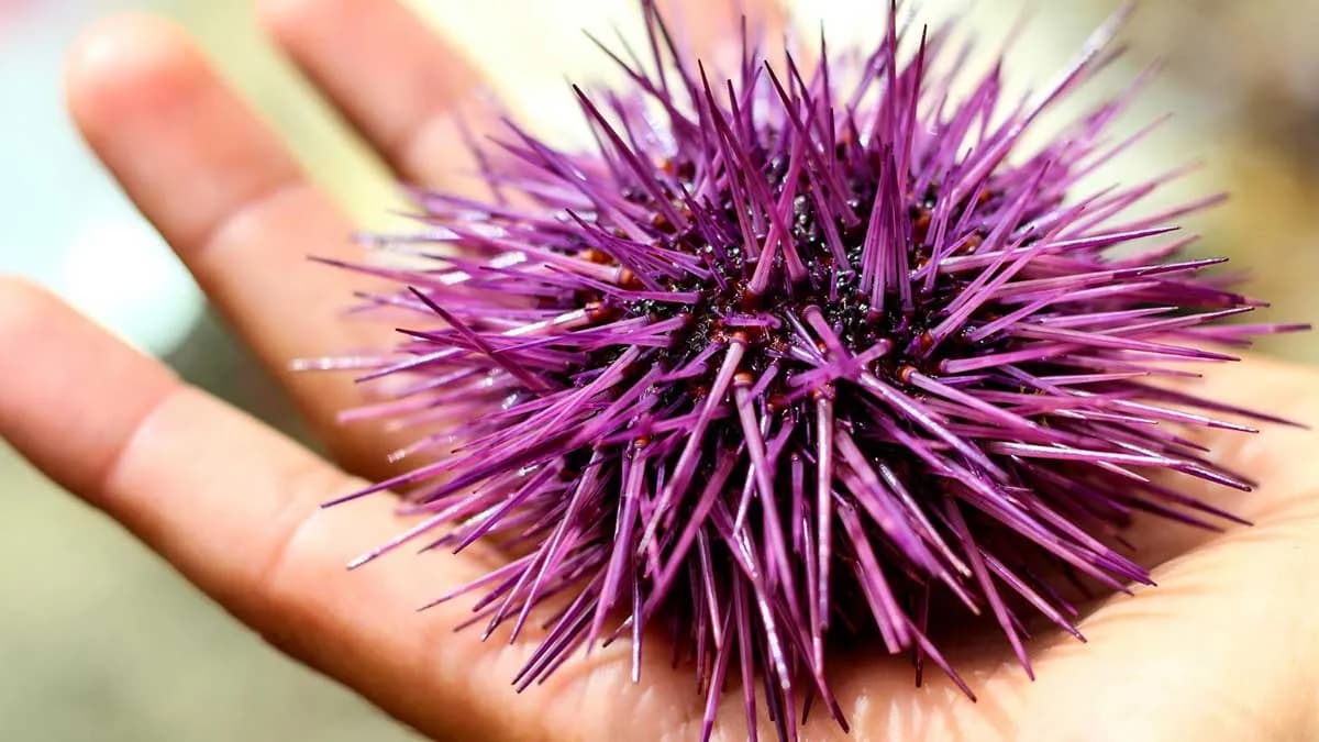 Un estudio evidencia los efectos negativos del alga invasora rugulopteryx okamurae en los erizos de mar