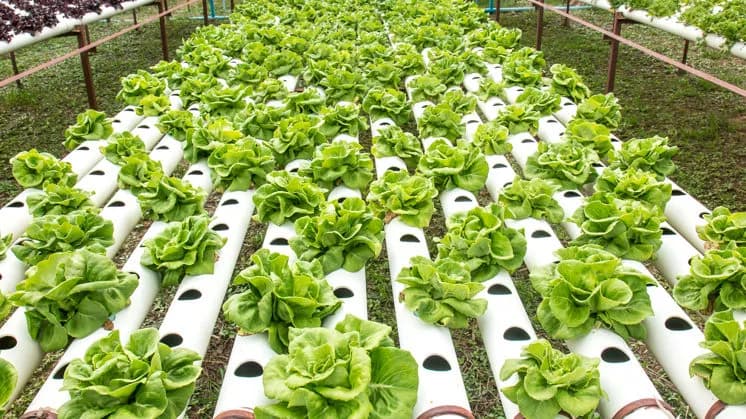 El ICEX presenta un programa para las empresas españolas del sector de la tecnología en el ámbito agroalimentario