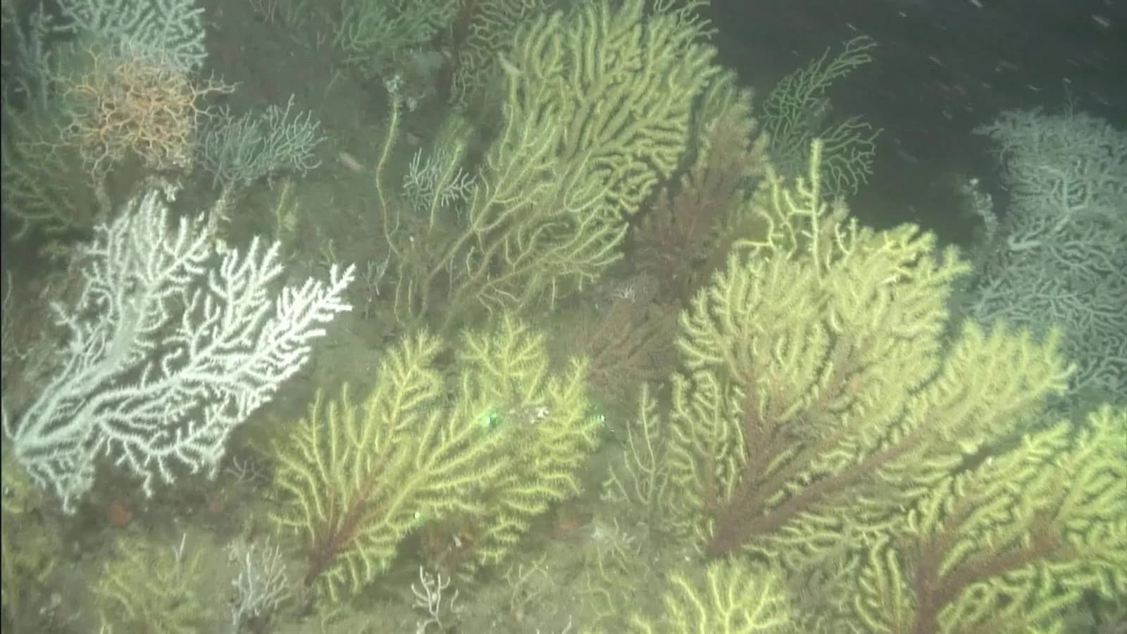 Científicos del IEO-CSIC exploran los hábitats marinos profundos del Estrecho Oriental