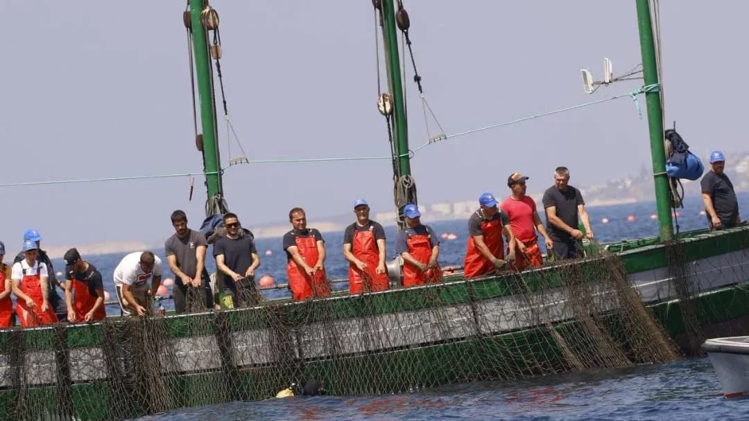 Barbate inicia su temporada de almadrabas con la primera «levantá»