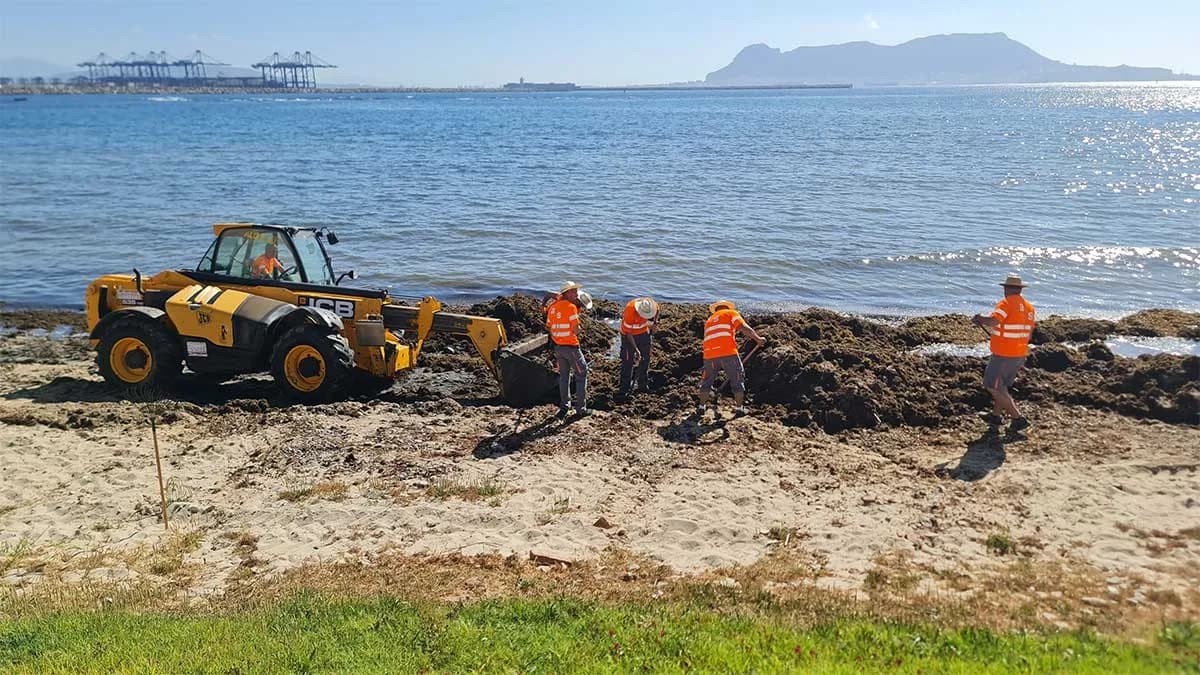 La APBA inicia las batidas para retirar algas invasoras en las playas de Tarifa y Algeciras