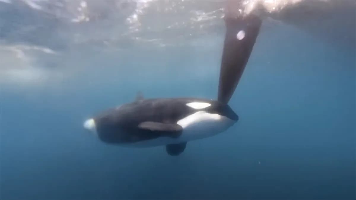 Inician el proyecto para minimizar las interacciones entre orcas y embarcaciones en el Estrecho de Gibraltar y Galicia