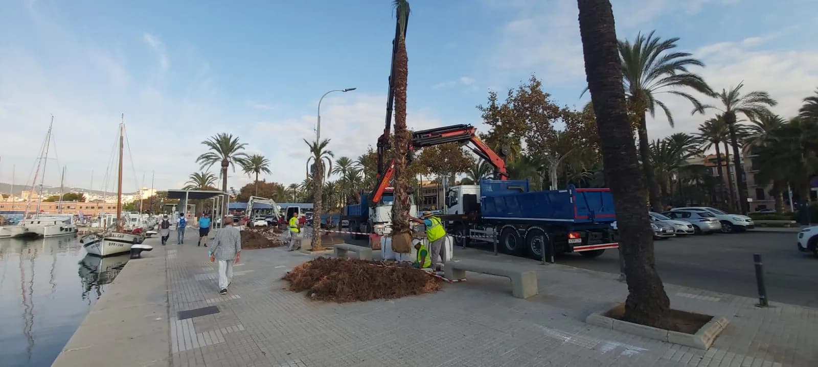 La Autoridad Portuaria de Baleares comienza la reposición de palmeras con riesgo estructural en el puerto de Palma
