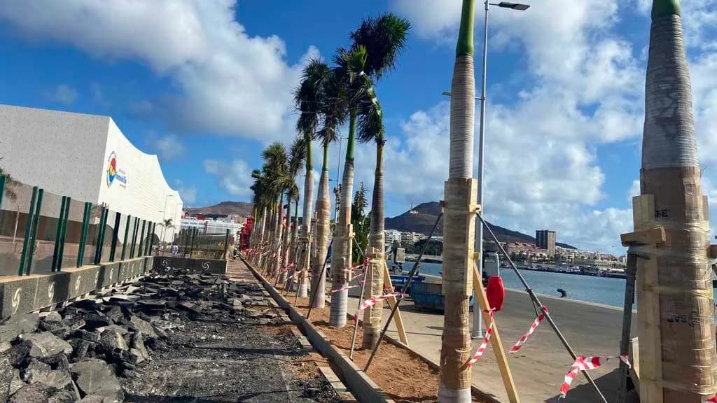 Comienza el traslado de palmeras para construir la nueva terminal de cruceros de Las Palmas