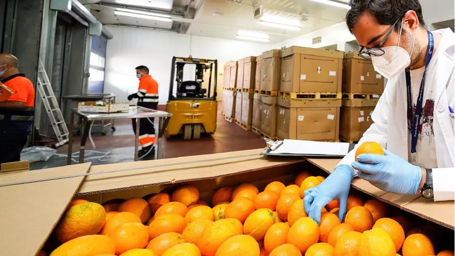 El Puerto de Algeciras presenta en «Fruit Logistica» sus avances en control fronterizo y logística del frío para el sector hortofrutícola