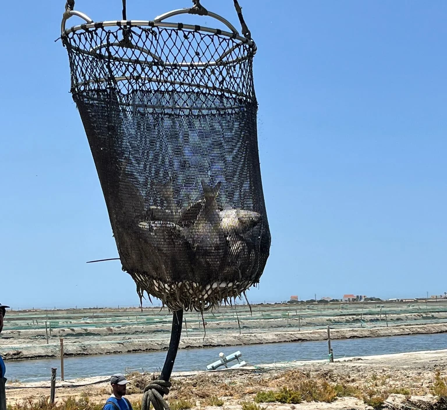 Aprobado el nuevo plan de pesca para la chirla en el Golfo de Cádiz