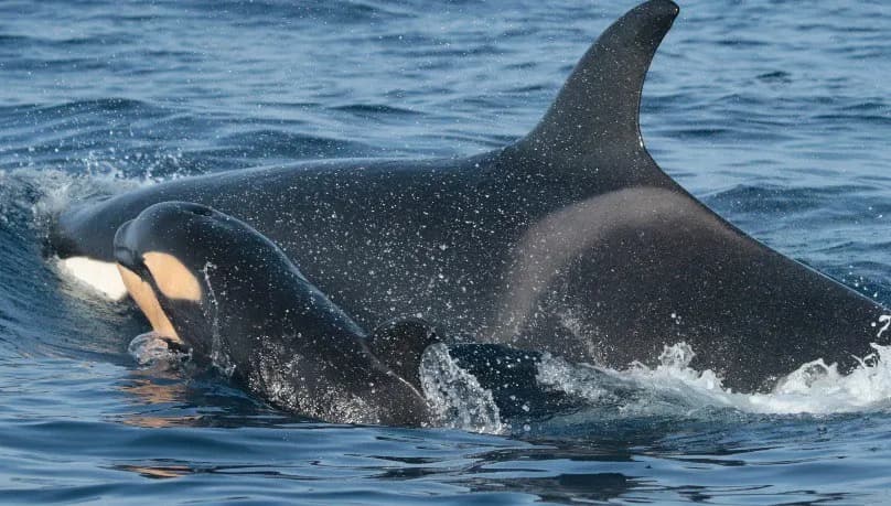 Comienza una campaña de observación de orcas en el Estrecho de Gibraltar