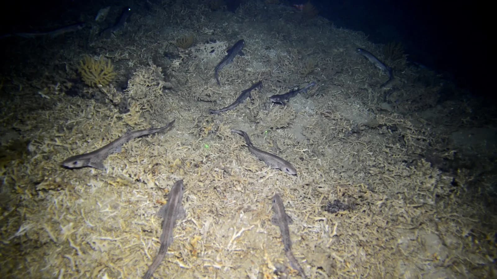 El Instituto Español de Oceanografía explora los montes submarinos del mar de Alborán