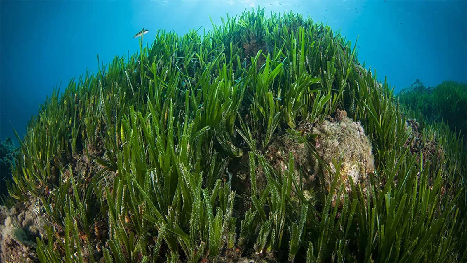 La Junta cartografía cuevas sumergidas y arrecifes para proteger la Red Natura 2000 marina andaluza