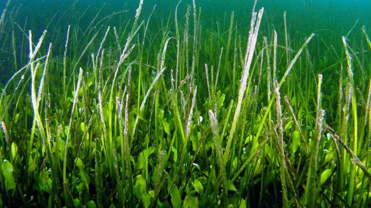 El IEO advierte sobre la pérdida permanente de praderas marinas en el Mar Menor